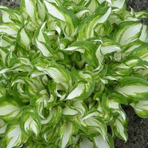 Xоста Kiwi spearmint
